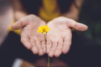 a pair of outstretched hands holding a yellow flower